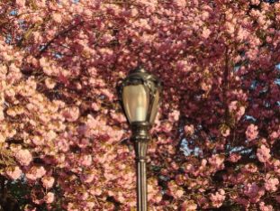 Central Park lamp, 2013